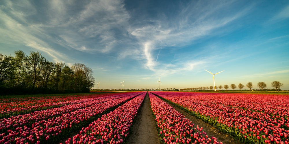Holanda Florida