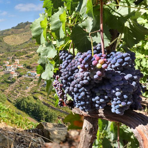 Vinhos do D�o