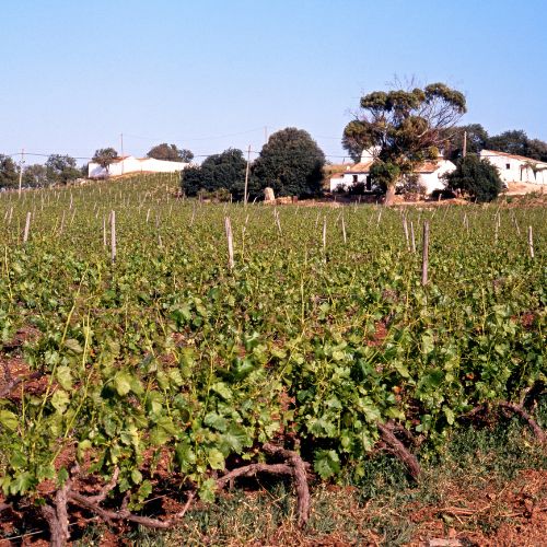 Vinhos do Algarve
