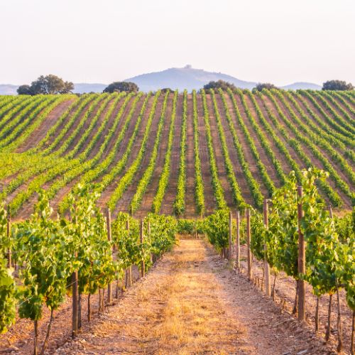 Vinhos do Alentejo