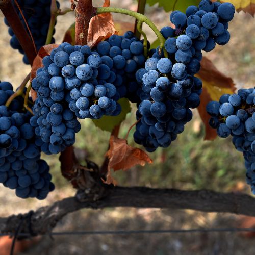 Vinhos de Lisboa