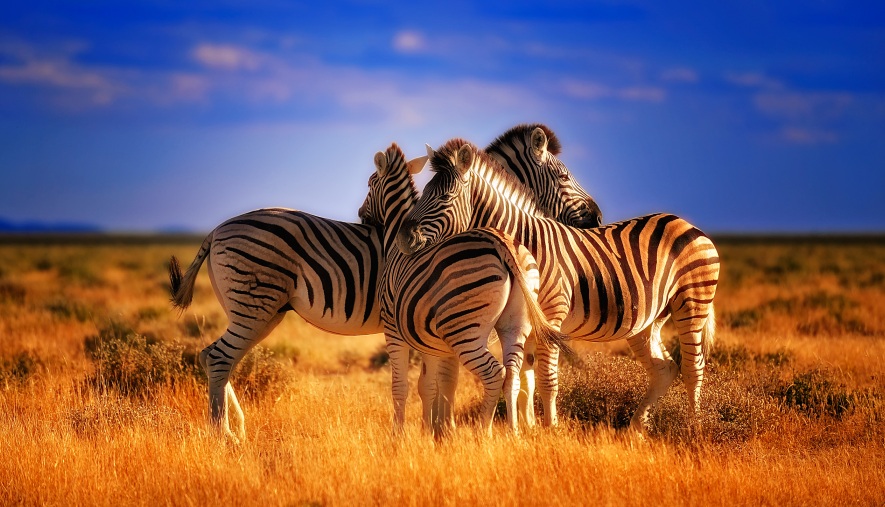 SAFARI CHUI
