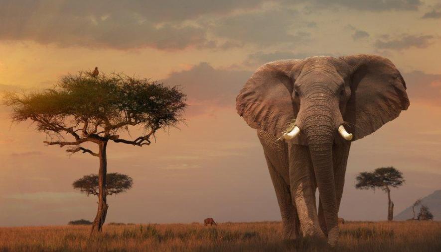 SAFARI KABILA