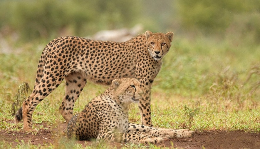 KENYA FANTASTICA