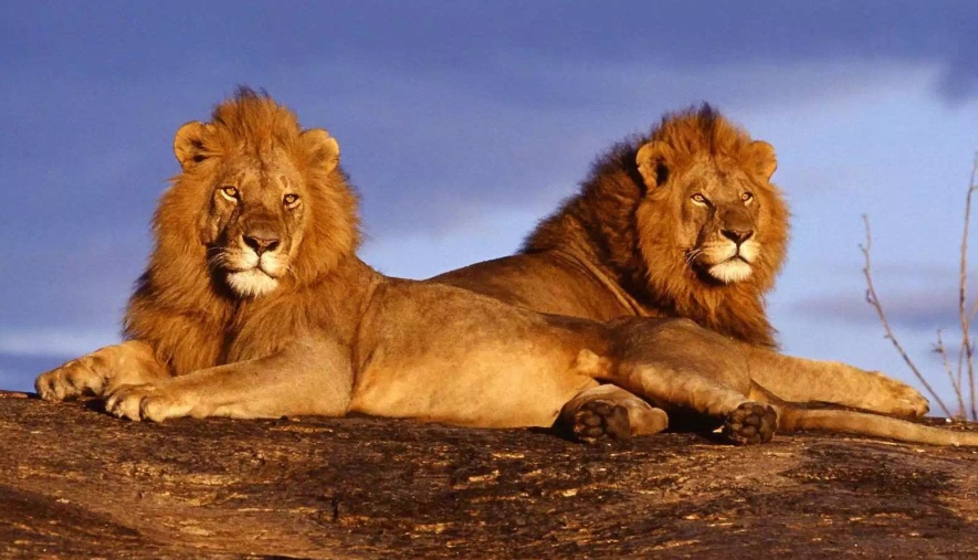 SAFARI KUMBU