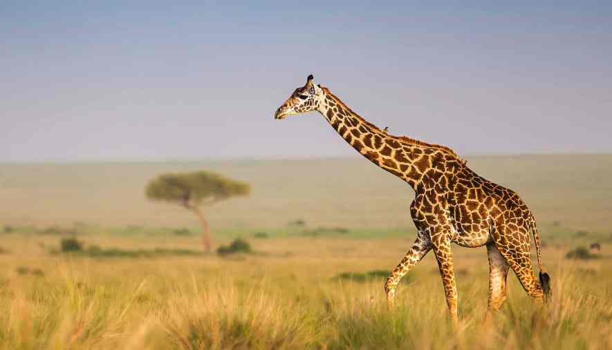 SAFARI SAMBURU