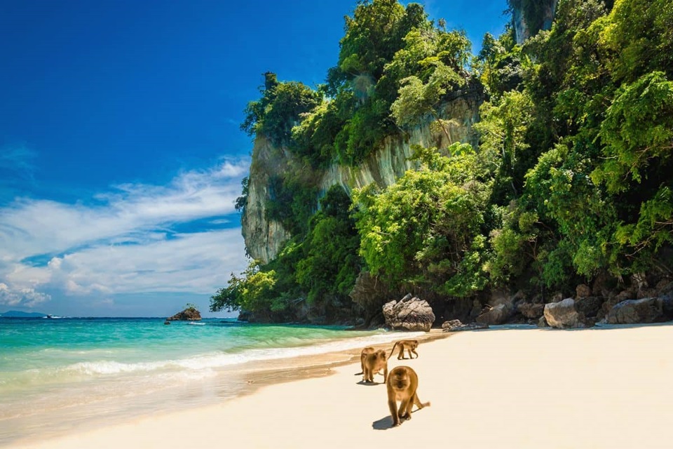 Monkey Beach: Encontro Selvagem nas guas Paradisacas das Ilhas Phi Phi, Tailndia