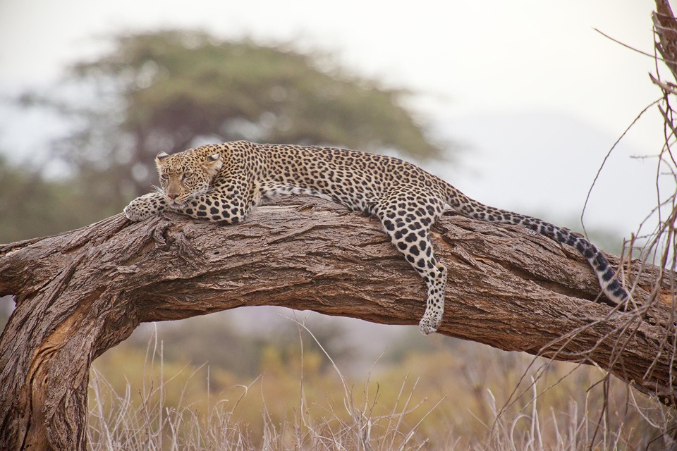 Um Dia Selvagem em Nairobi: Safari e Jantar no Carnivore