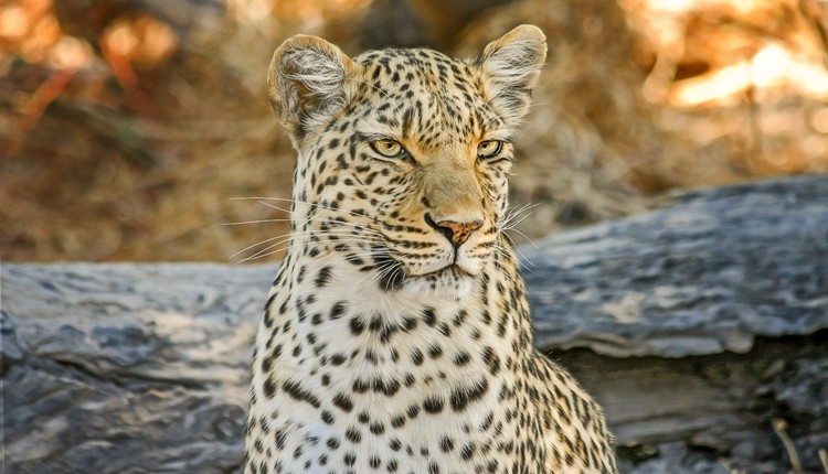 Delta do Okavango, Kalahari e Cataratas Vit�ria