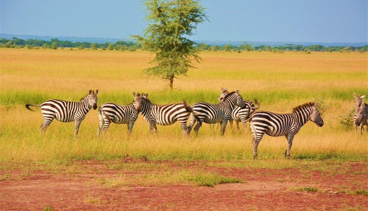 Safari Maasai com Maurícia