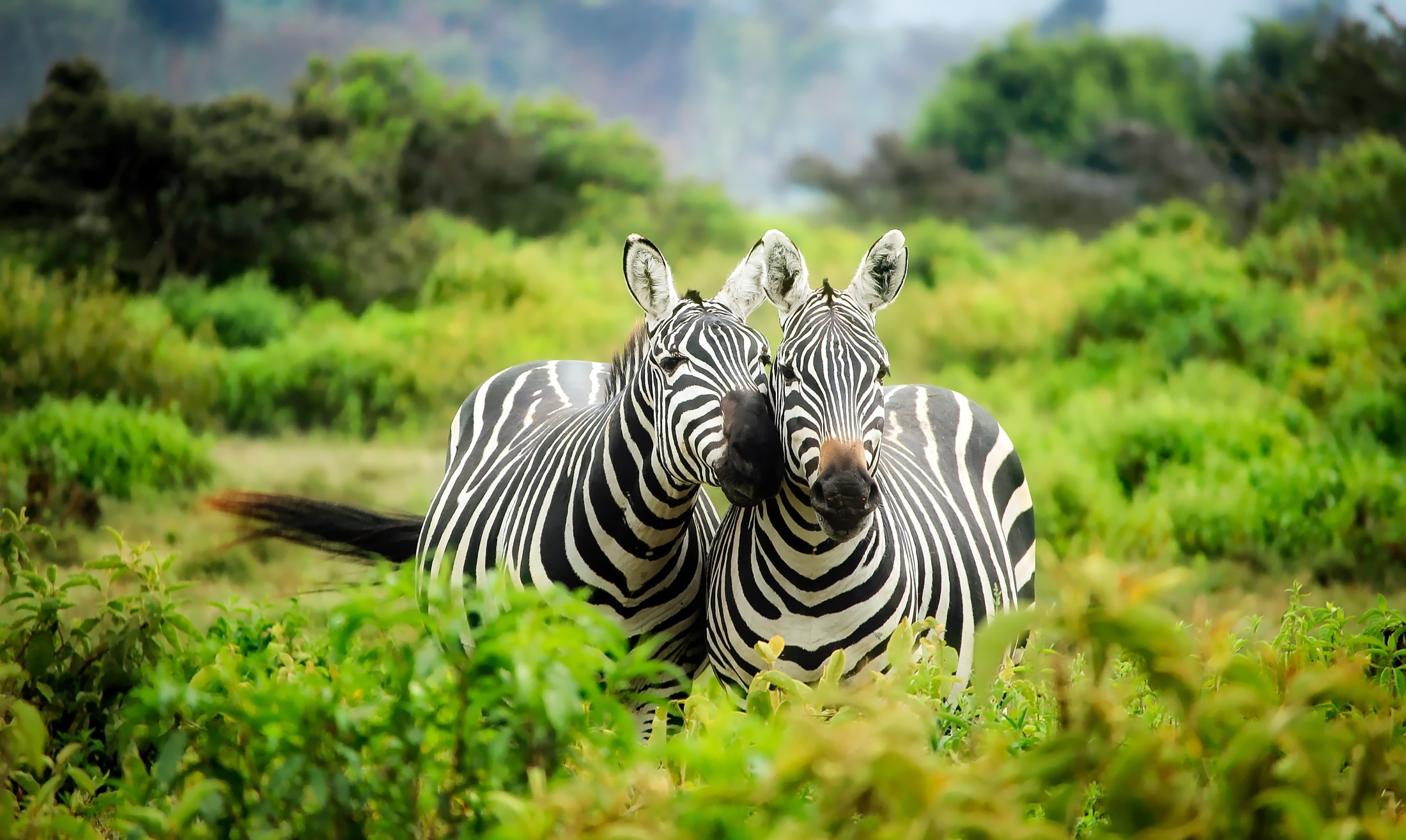 Descubra a beleza de frica num safari