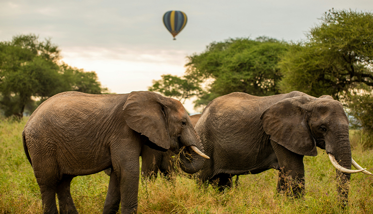 Tanz�nia Cl�ssica