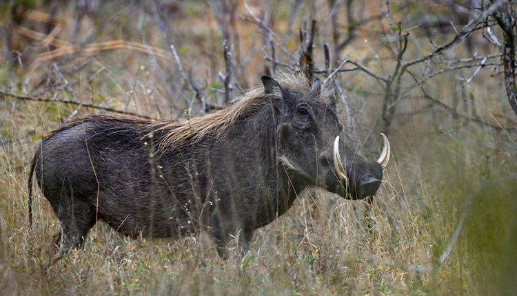 Tanz�nia Espetacular