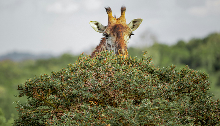 Qu�nia e Tanz�nia (Domingos)
