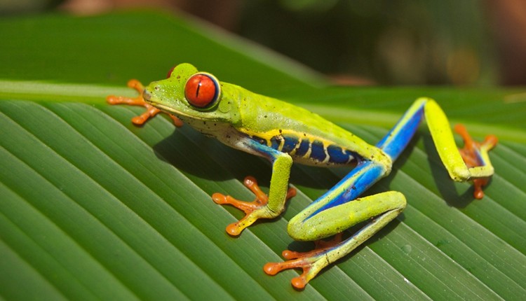 Aproveite a �Pura Vida� na Costa Rica