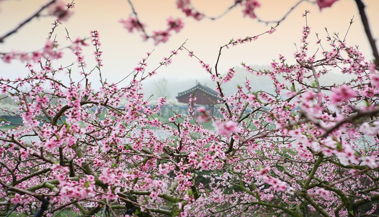 Jap�o Colorido