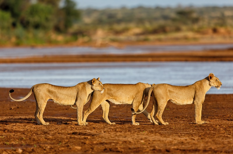 Safari Shimba & Zanzibar | Partidas Especiais 