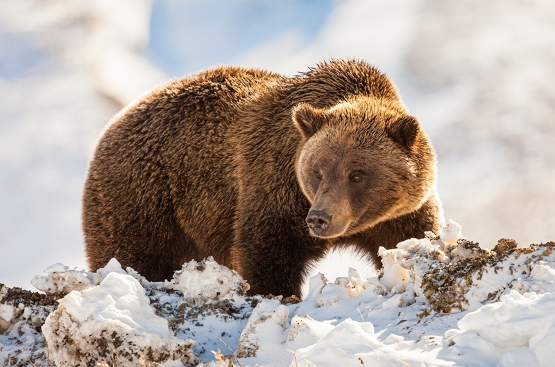https://viagemonline.pt.tui.com/pt/idea/24483828/maravilhas-do-oeste-do-canada-e-alasca-com-denali 