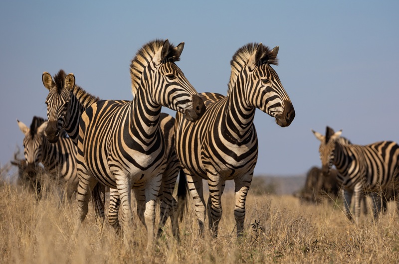 https://viagemonline.pt.tui.com/pt/idea/27664268/pinceladas-da-africa-do-sul 