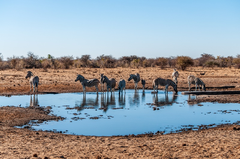 https://viagemonline.pt.tui.com/pt/idea/27794684/escapada-a-namibia 