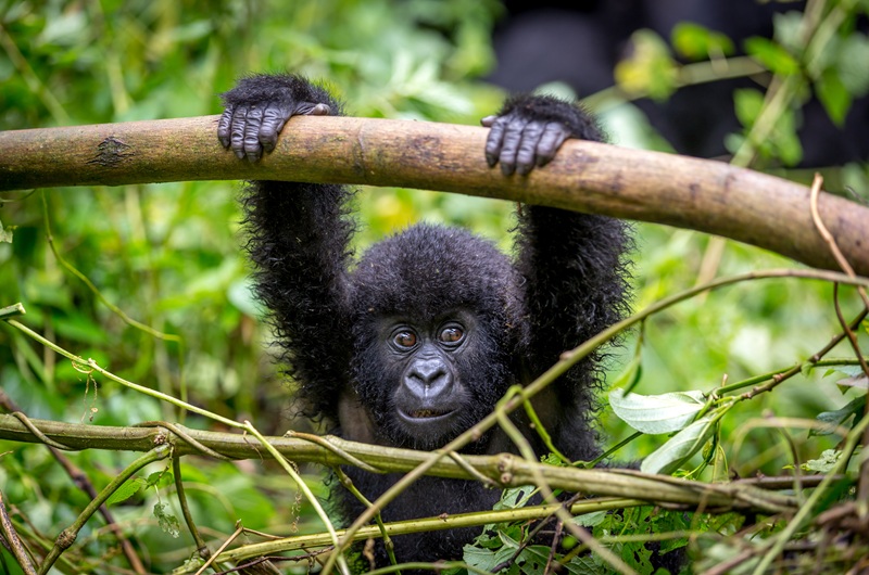 https://pt.tui.com/single_product.php?pkt_id=4595&Produto=Uganda Fascinante&destino=UGANDA 