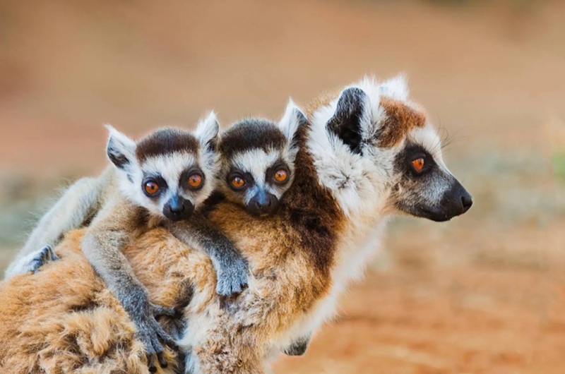 https://viagemonline.pt.tui.com/pt/idea/52566750/expedicao-africa-austral-e-madagascar 