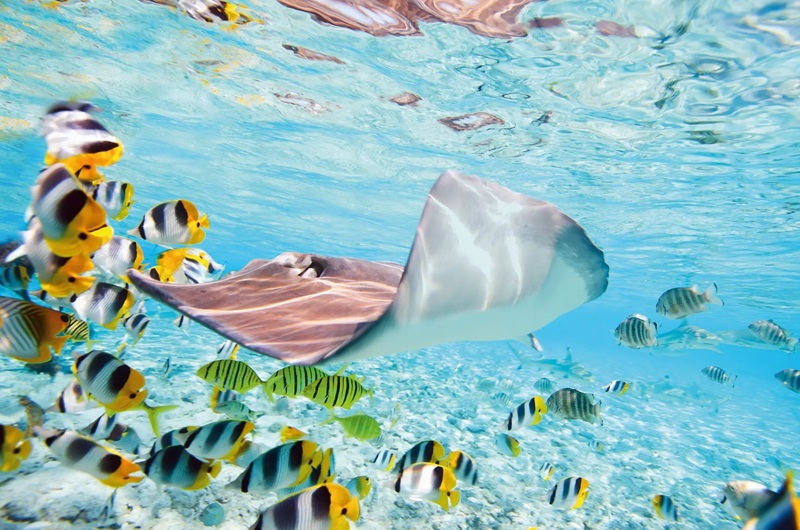 https://viagemonline.pt.tui.com/pt/idea/52567605/expedicao-paraisos-do-pacifico 