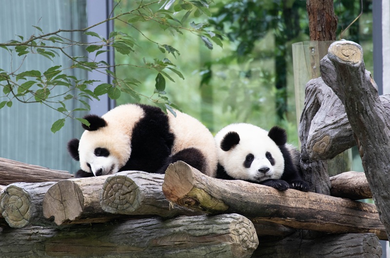 https://pt.tui.com/single_product.php?pkt_id=7469&Produto=Rota do Urso Panda&destino=CHINA 