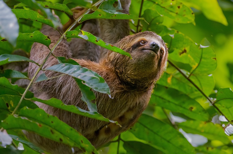 https://viagemonline.pt.tui.com/pt/idea/53044530/parques-nacionais-da-costa-rica-c-manuel-antonio 