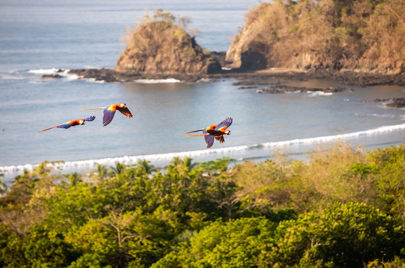 https://viagemonline.pt.tui.com/pt/idea/53044737/parques-nacionais-da-costa-rica-c-guanacaste-fly-drive 