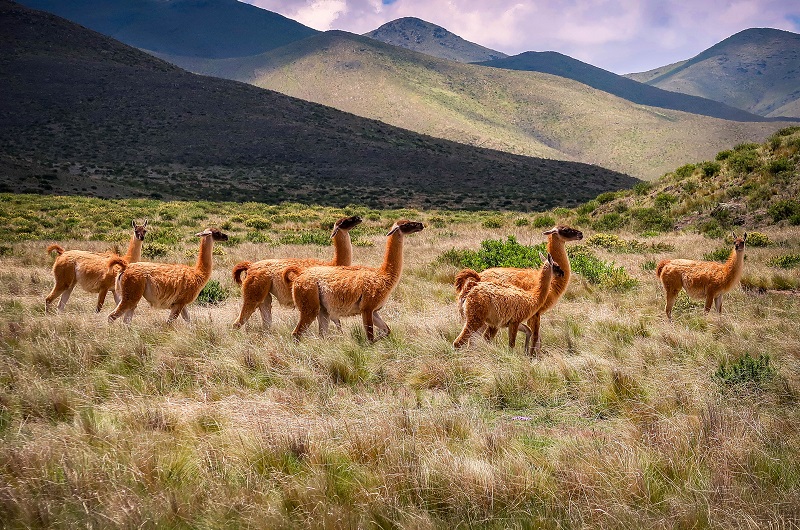 https://pt.tui.com/single_product.php?pkt_id=7620&Produto=Rota 40 Norte&destino=ARGENTINA 