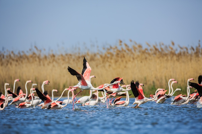 https://pt.tui.com/single_product.php?pkt_id=7773&Produto=Explorar o Lago Natron&destino=TANZÂNIA 
