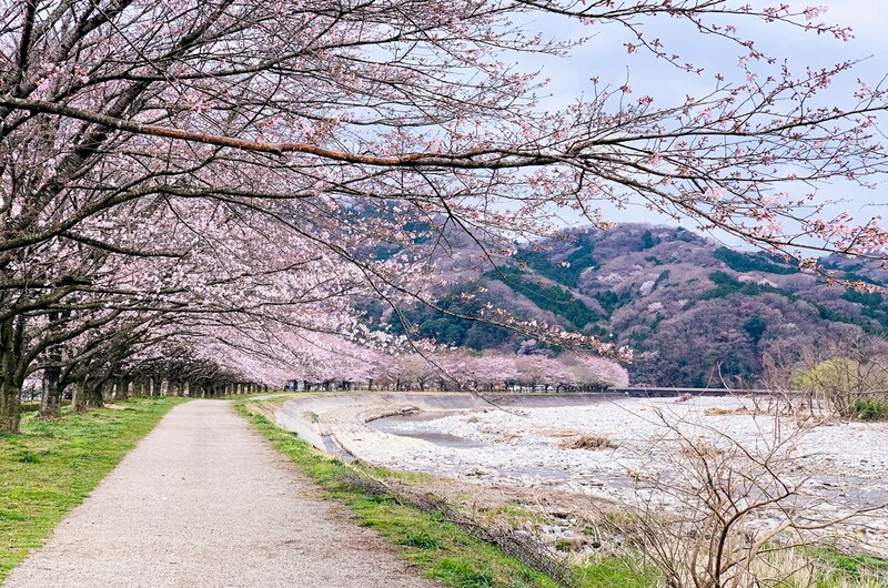 https://viagemonline.pt.tui.com/pt/idea/62732080/japao-especial-primavera-2027?tripId=12 
