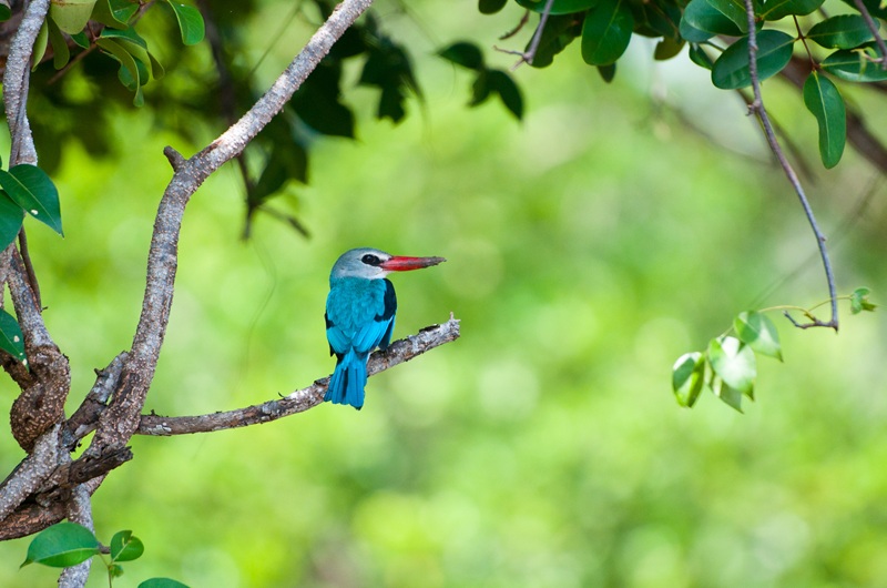 https://pt.tui.com/single_product.php?pkt_id=7870&Produto=Saadani Safari e Zanzibar&destino=TANZÂNIA 