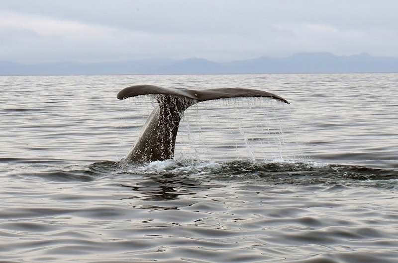 https://reservar-viaje.es.tui.com/single_product.php?pkt_id=8255&Produto=Canadá con Ballenas&destino=CANADÁ 