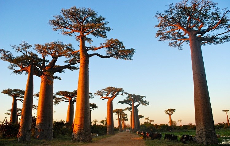 MADAGASCAR